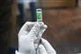 En hånd med latexhandske trækker en vaccine dosis op i en kanyle. 