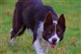 En Border Collie-hvalp 
