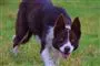 En Border Collie-hvalp 