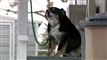 En småtyk border collie med en grøn hundesnor på en veranda.