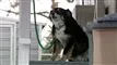 En småtyk border collie med en grøn hundesnor på en veranda.
