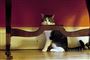 kat sidder under bord
