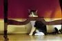 kat sidder under bord