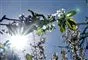 Sol set gennem grene