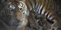 Foto: Odense ZOO/Ard Jongsma
