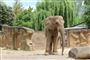 En stor elefant i en compound