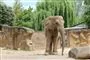 En stor elefant i en compound