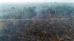 En udbrændt skov i Amazonas-junglen