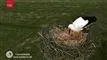 stork i rede i sønderjylland