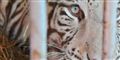 Foto: Colourbox
