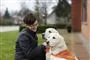 To hunde og en smilende dame