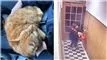 sammenkopieret billede af katten og kattetyven i opgangen