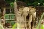 Stor elefant i zoo