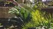 Mand vander blomster i have
