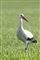 stork