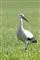 stork
