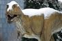 Dinosauer
