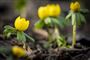 gule blomster i jorden
