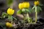 gule blomster i jorden