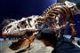 Et fossil af en T-Rex