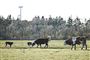 Landbruget æder sig ind på naturen