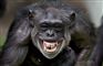 billede af en chimpanse der ser aggressiv ud
