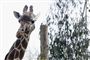 Giraf begik selvmord i zoo