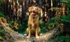 hund sidder i skov