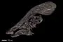 Et stykke fossil