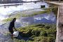 Københavns Kommune høstede 60 tons af planten vandpest i søerne i det indre København sidste år. PR-foto/Københavns Kommune 
