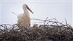 billede af stork i rede