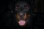 En Rottweiler med sort baggrund