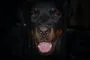 En Rottweiler med sort baggrund