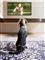 dogtv