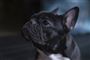 fransk bulldog 