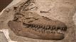 Prognathodon