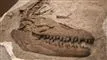 Prognathodon