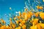 Gule blomster