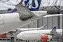 fly står på jorden