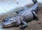 En stor alligator sover