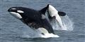 Foto: Robert Pittman, NOAA