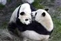 To pandaer leger