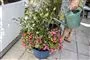 planter