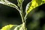 masser af bladlus samlet en plante