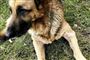 Politiet tvangsfjerner hund