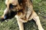 Mishandlet hund tilbage til sin ejer 