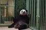 Huan Huan