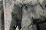 Mor kæmpede for at redde barn fra vred elefant