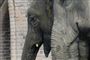 Dyrepark forsvarer voldsom elefant