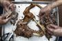 Hund taget af menuen i Kina